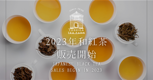 吉田茶園 2023年和紅茶販売スタート